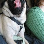 jabba's nose antics