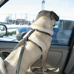 Jabba's a great travel dog