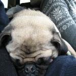 sleepy time