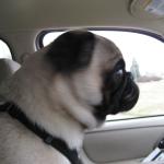 it's a pug!